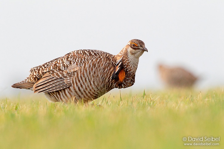 Greater Prairie Chicken (c) David Seibel